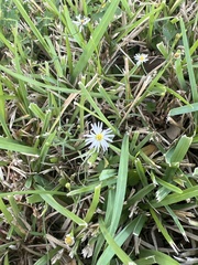 Symphyotrichum divaricatum