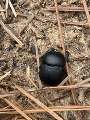 Geotrupes opacus