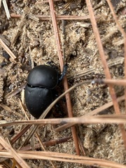 Geotrupes opacus