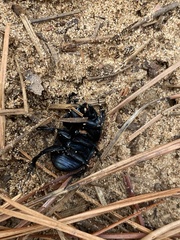 Geotrupes opacus