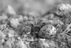 Vanellus vanellus