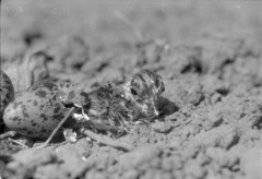 Vanellus vanellus