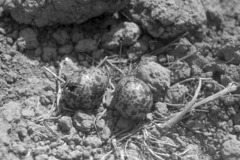 Vanellus vanellus