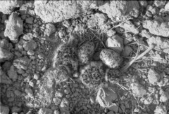 Vanellus vanellus