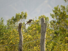 Knipolegus aterrimus