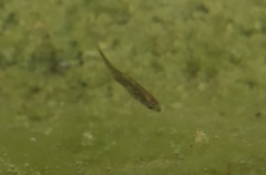 Gasterosteus aculeatus