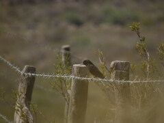 Knipolegus aterrimus