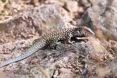 Aspidoscelis costatus