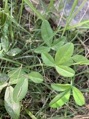Glycine tabacina