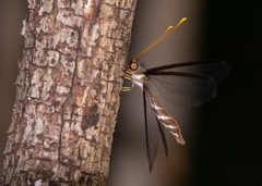 Haploglenius flavicornis