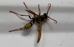 Mischocyttarus flavitarsis