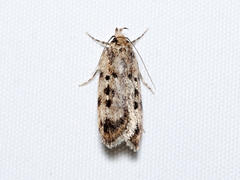 Barea exarcha