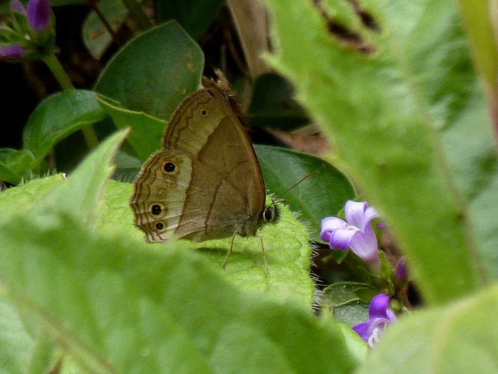 Euptychoides castrensis