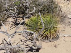 Yucca baileyi