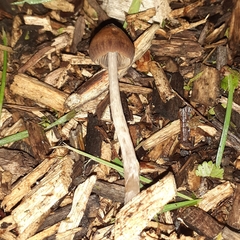 Psilocybe