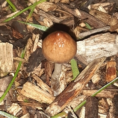 Psilocybe