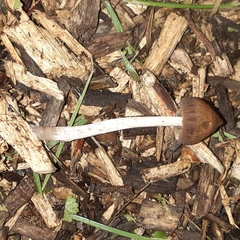 Psilocybe