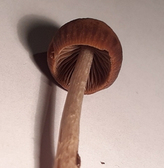 Psilocybe