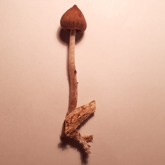 Psilocybe