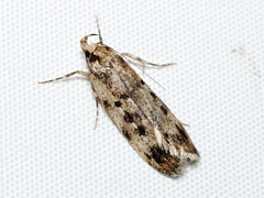 Barea exarcha