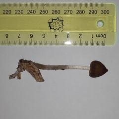Psilocybe