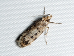 Barea exarcha