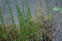 Eleocharis interstincta