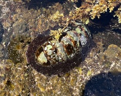 Onithochiton quercinus