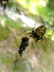 Neoscona orizabensis