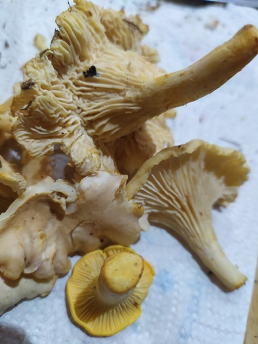 Cantharellus cibarius — (c) Ewa Olchanowska, some rights reserved (CC BY)
