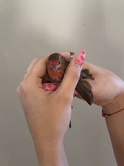 Haemorhous mexicanus