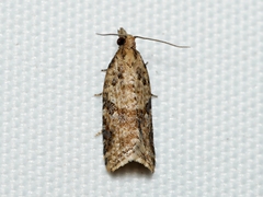 Epiphyas postvittana