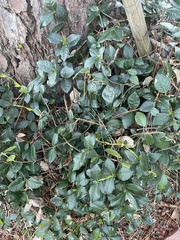 Ilex ambigua