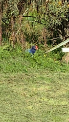 Porphyrio hochstetteri