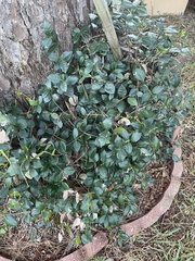 Ilex ambigua