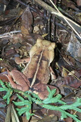 Rhinella ornata