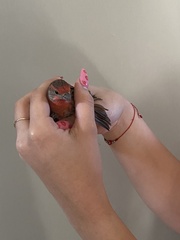 Haemorhous mexicanus