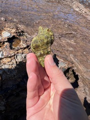 Ranella australasia