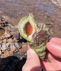Ranella australasia