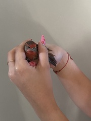 Haemorhous mexicanus