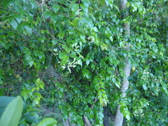 Backhousia myrtifolia