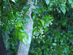 Backhousia myrtifolia
