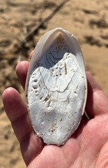 Sepia mestus
