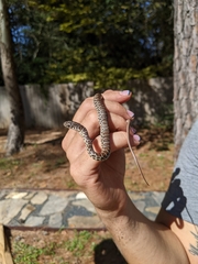 Coluber constrictor flaviventris