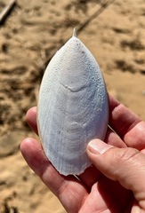 Sepia mestus