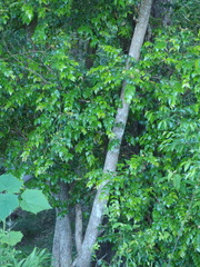 Backhousia myrtifolia