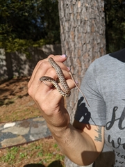 Coluber constrictor flaviventris