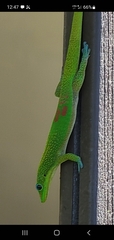 Phelsuma laticauda