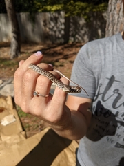 Coluber constrictor flaviventris