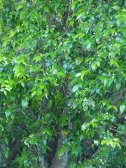 Backhousia myrtifolia